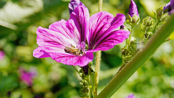 Farbenfrohe Malven sind nicht nur fr Bienen attraktiv.