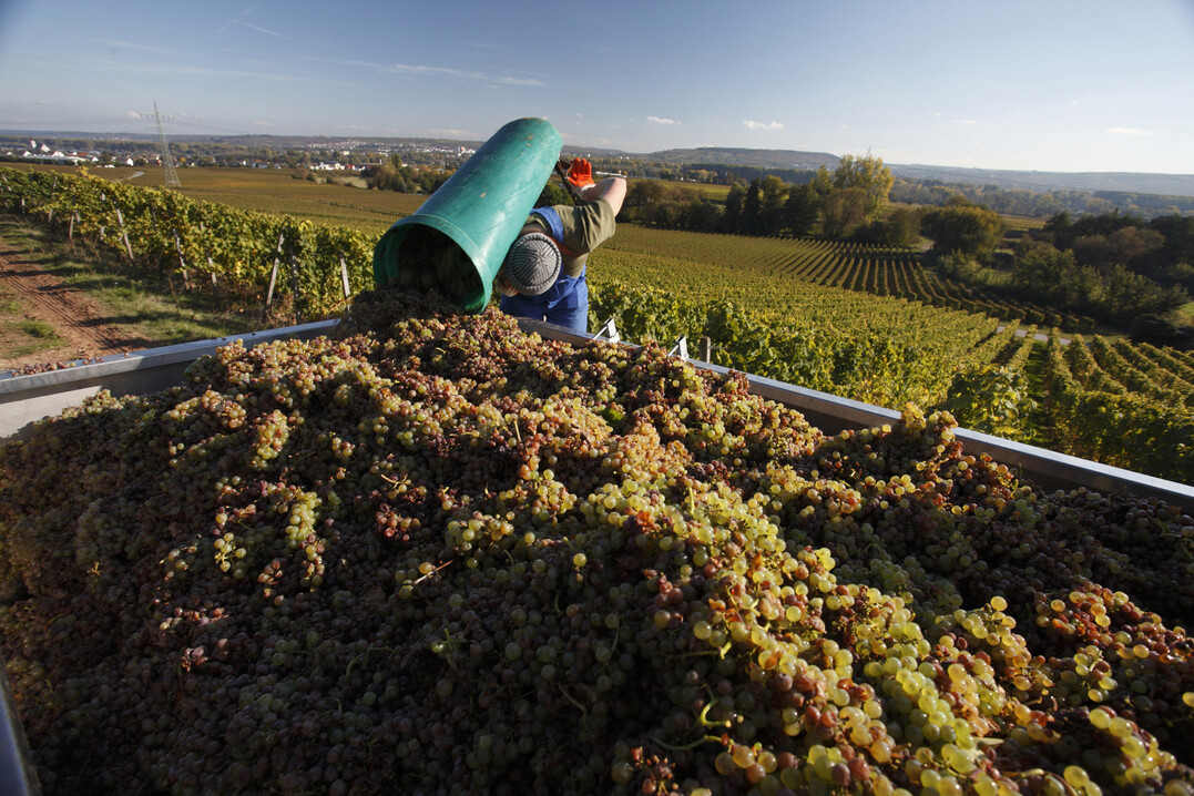 Schlanke Weine, viel Aroma - so lässt sich der Weinjahrgang 2021 in den deutschen Anbaugebieten charakterisieren.