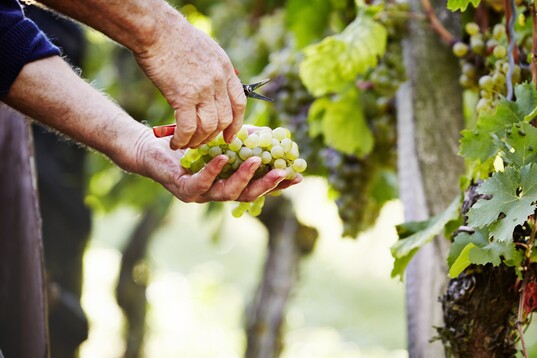 Die Lese 2015 war ein Abenteuer, das die Winzergemeinschaft Franken, GWF, gut gemeistert hat.
