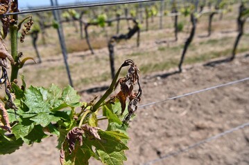 Frostschden in einem Weinberg bei Kitzingen.