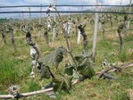 Ein trauriger Anblick bot sich am Morgen des 4. Mai in zahlreichen Rebanlagen. Foto: Karl Bleyer, LVWO Weinsberg