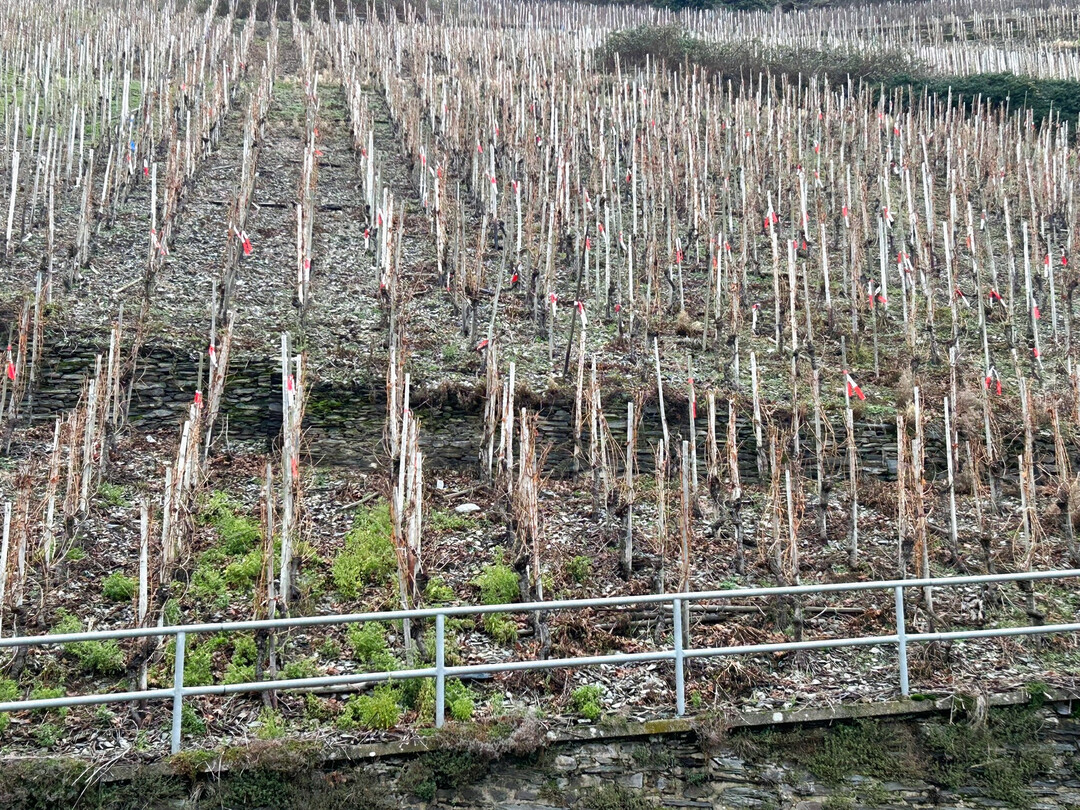 Um die Produktivität und Langlebigkeit von älteren Weinbergen zu sichern, werden immer mehr Fehlstellen nachgepflanzt.