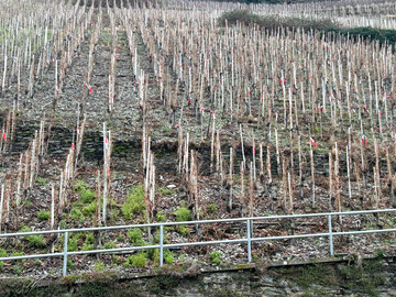 Um die Produktivitt und Langlebigkeit von lteren Weinbergen zu sichern, werden immer mehr Fehlstellen nachgepflanzt.