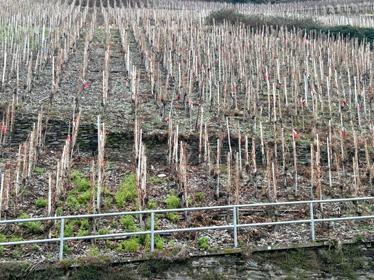 Um die Produktivitt und Langlebigkeit von lteren Weinbergen zu sichern, werden immer mehr Fehlstellen nachgepflanzt.