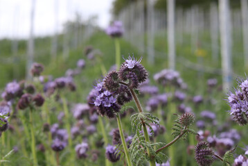 Phacelia im Weinberg. 