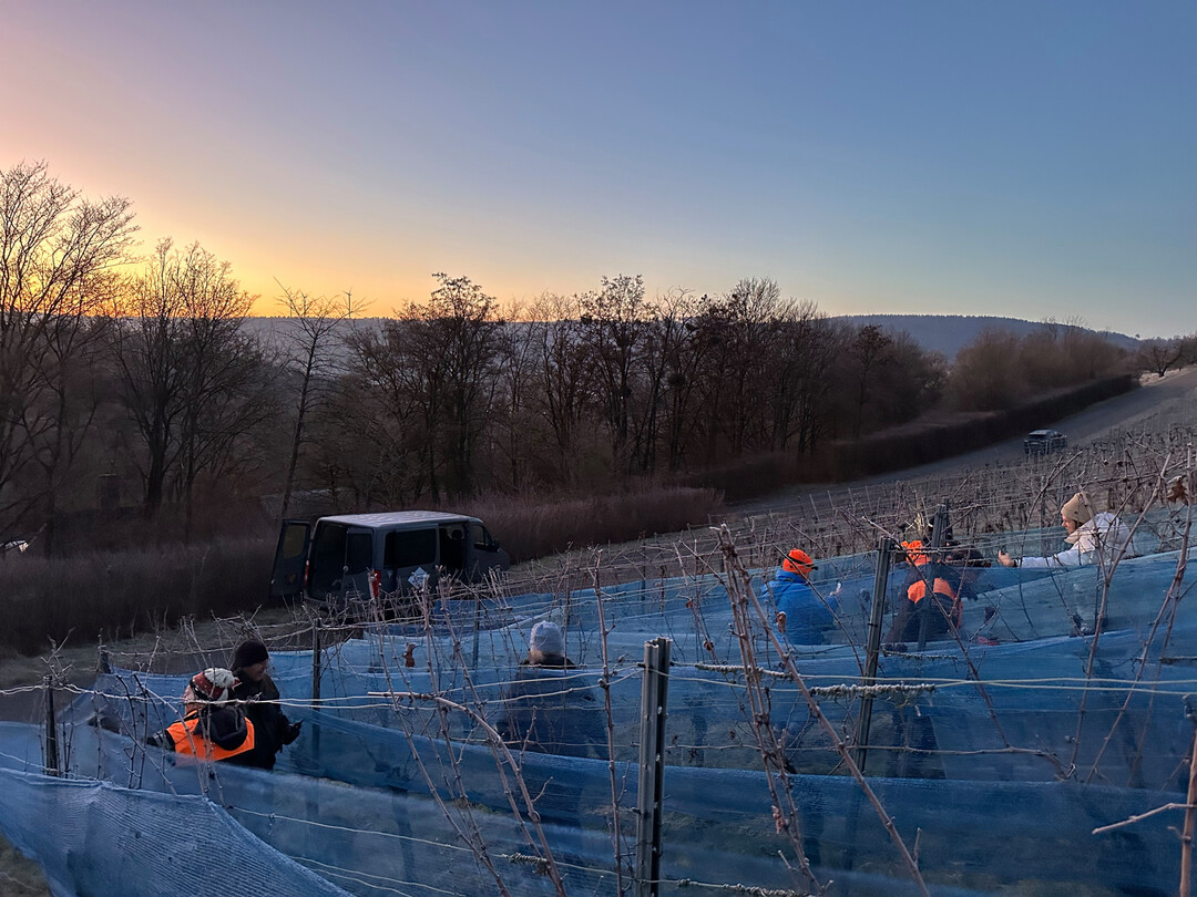 Beim Weingut Doreas konnten 50 l Riesling Eiswein mit 145 Oe gelesen werden.