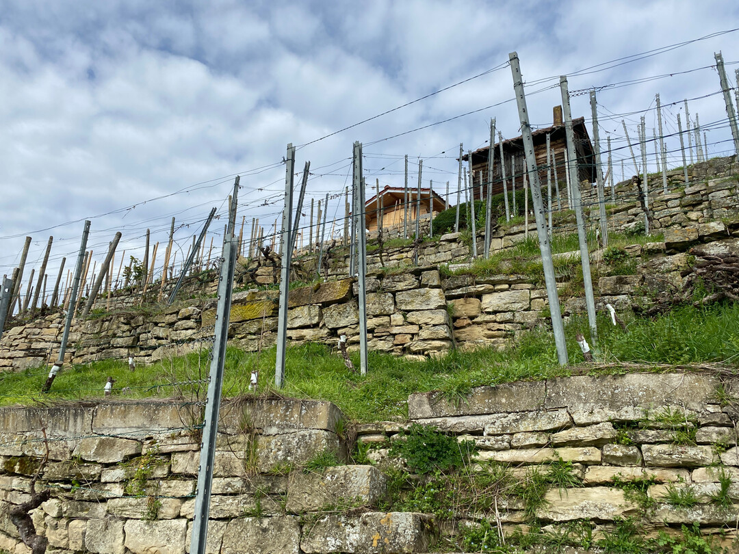 Trockenmauern sollten von überwuchernden Brombeerhecken befreit werden, damit wärmeliebende Reptilien die sonnigen Plätze im Frühling wieder nutzen können.