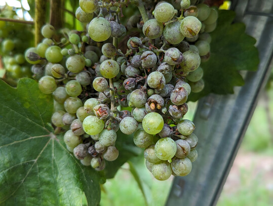 Die aktualisierten Faltbltter der Weinbauanstalten zum Thema Rebschutz sind wieder verfgbar.