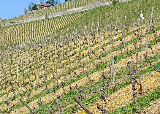 In heien Sommern schtzt eine Strohabdeckung vor Verdunstung und berhitzung. 
