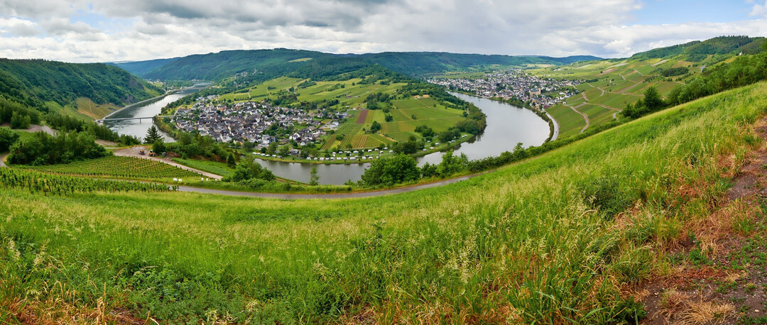 Die neue Wein-Statistik zeigt: Der Riesling aus der Moselregion bleibt eine der beliebtesten Rebsorten des Landes. 