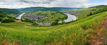 Die neue Wein-Statistik zeigt: Der Riesling aus der Moselregion bleibt eine der beliebtesten Rebsorten des Landes. 
