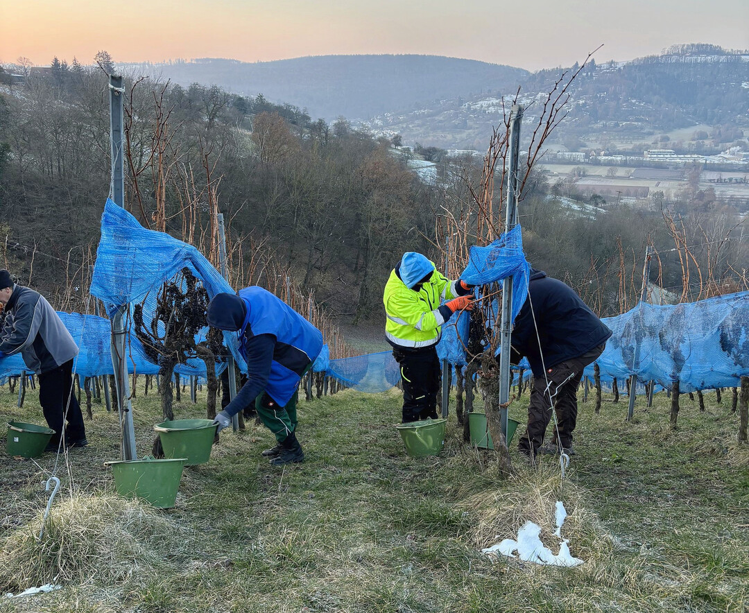 Bei frostigen Temperaturen wurden die Cabernet Cubin Trauben geerntet. 