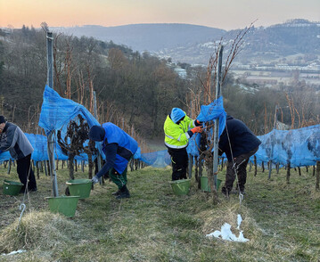 Bei frostigen Temperaturen wurden die Cabernet Cubin Trauben geerntet. 