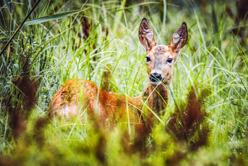  Rehe und Hasen verursachen Verbissschden an den Reben. 