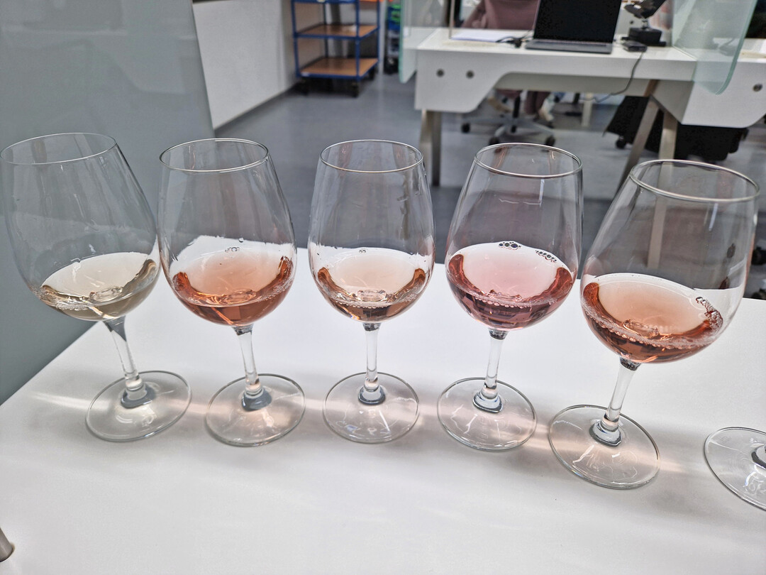 Im Jahr 2024 verzeichnete der Weinbau in Wrttemberg einen deutlichen Rckgang bei der Anzahl anstellender Betriebe und der Gesamtmenge an Weinen.