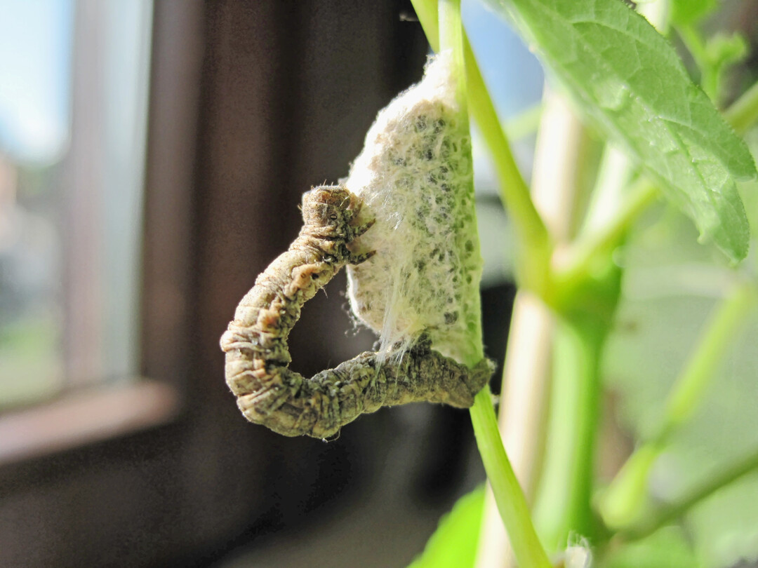Schlupfwespen-Parasitierung: Der Rhombenspanner dient als Wirt fr die Ntzlingslarven.
