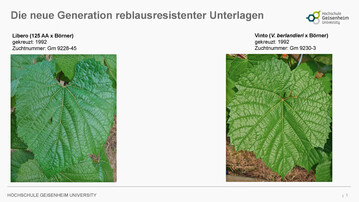 Seit dem 8. November 2024 sind Vinto und Libero in der aktualisierten Liste des Julius Khn-Instituts fr als reblausresistent geltende Unterlagsrebsorten im Bundesanzeiger aufgefhrt. 