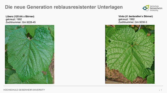 Seit dem 8. November 2024 sind Vinto und Libero in der aktualisierten Liste des Julius Khn-Instituts fr als reblausresistent geltende Unterlagsrebsorten im Bundesanzeiger aufgefhrt. 