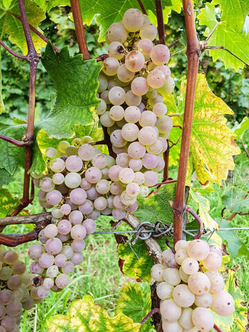 Trauben der Rebsorte Sauvignac.