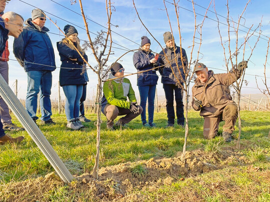 Beim ersten Treffen im Februar werden die Reben im Weinberg unter fachmnnischer Anleitung geschnitten. 