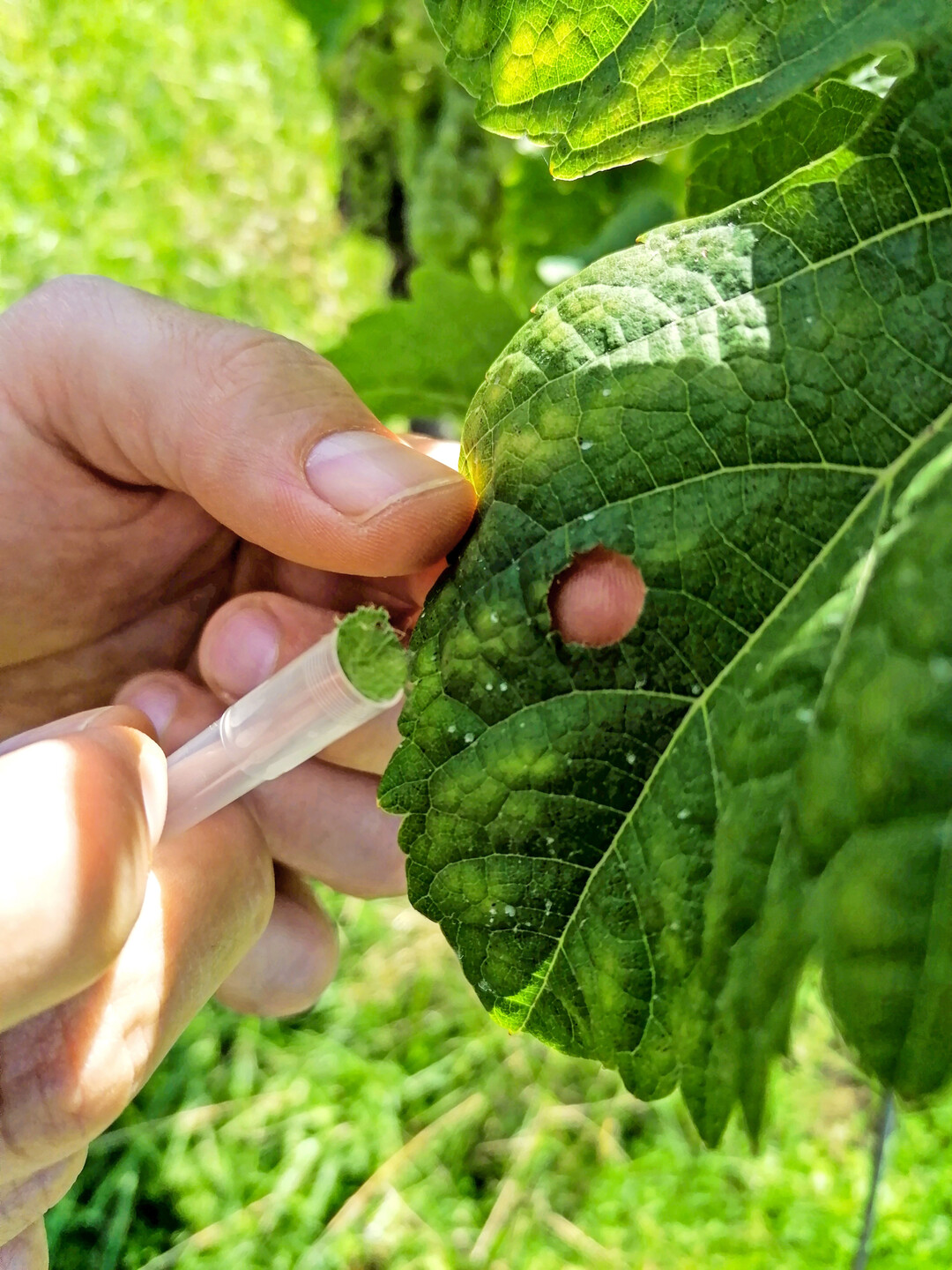 Oidium-Befall: Blattprobe zur Untersuchung. 