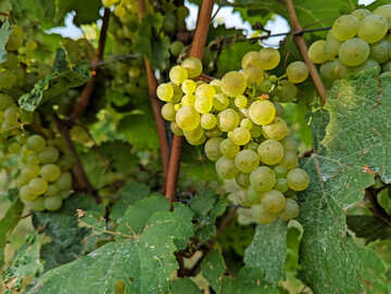 Die Weinproduktion in Baden-Wrttemberg ist 2024 deutlich eingebrochen. 