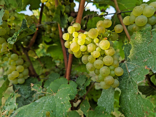 Die Weinproduktion in Baden-Wrttemberg ist 2024 deutlich eingebrochen. 