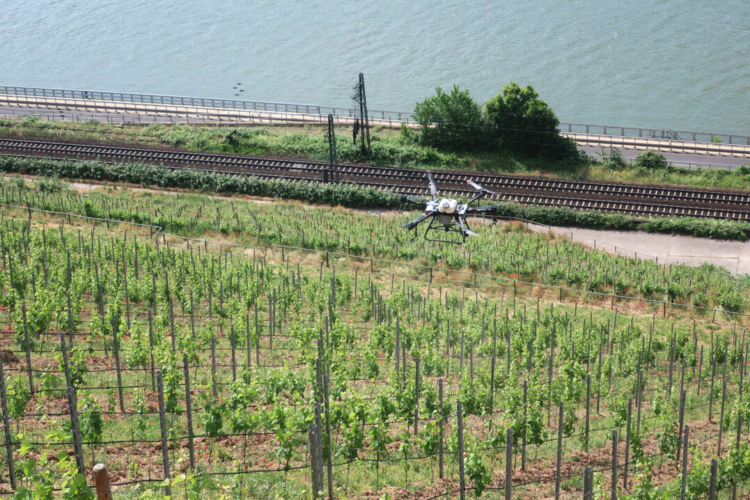 Zur Bekmpfung von Pilzkrankheiten im Weinbau sind Drohnen im Einsatz. 