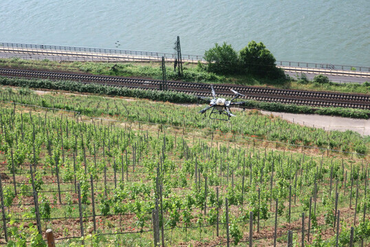 Zur Bekmpfung von Pilzkrankheiten im Weinbau sind Drohnen im Einsatz. 