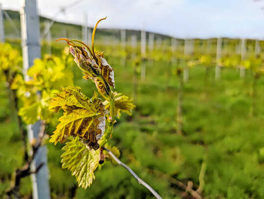 Kerner-Reben nach dem Frost im Frhjahr 2024.