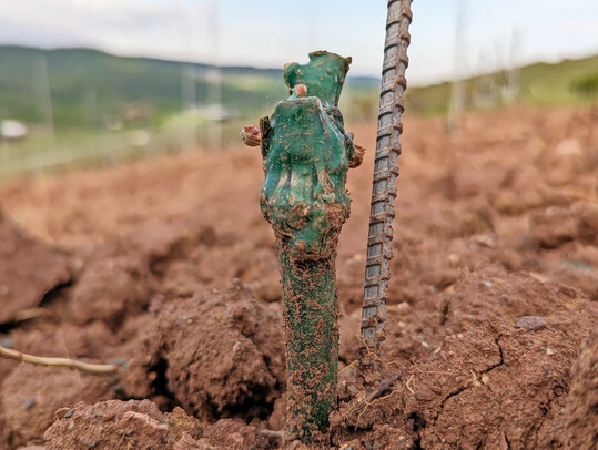 Bei Rebpflanzungen werden in Rheinland-Pfalz ab 2026 erhhte Frderstze wirksam.