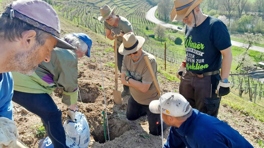 Neuanlage einer Weinbau-Terrasse in Vaihingens Steillagen mit Untersttzern und Mitgliedern des Steillagenkollektivs.