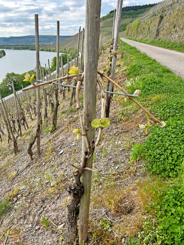 Versuchsanlage an der Mosel: Liefert das Vinotech-System eine tragfähige Lösung für die Herausforderungen der Einzelpfahlerziehung in Steillagen?