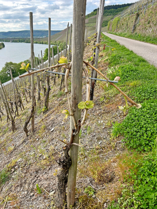 Versuchsanlage an der Mosel: Liefert das Vinotech-System eine tragf�hige L�sung f�r die Herausforderungen der Einzelpfahlerziehung in Steillagen?