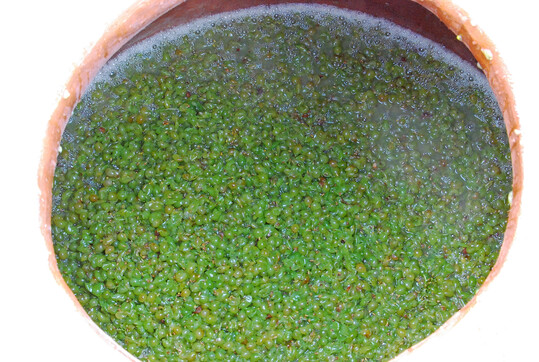 Maischegrung von Silvaner  charakteristisches Verfahren bei der Herstellung von Naturwein. 
