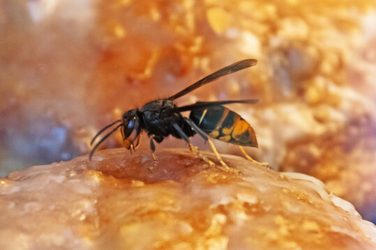 Die Asiatische Hornisse (Vespa velutina).