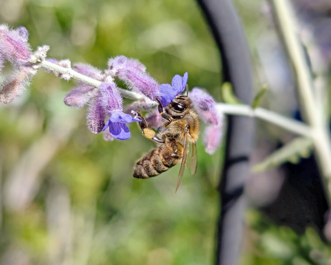 Zum Abschluss des EU-Life-Projekts liegt nun ein umfassender Manahmenkatalog fr Insektenfrderung vor. 