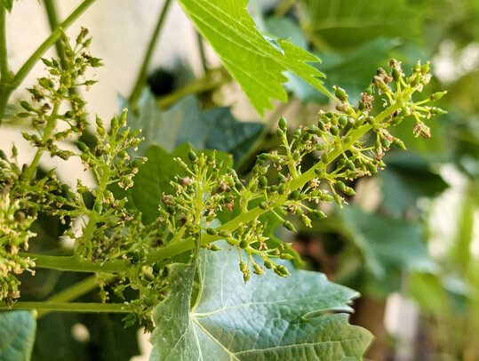 Whrend in wrmebegnstigten Lagen, insbesondere bei frh reifenden Sorten, die Blte bereits weitgehend abgeschlossen ist, befinden sich viele Weinberge derzeit in der Vollblte. 