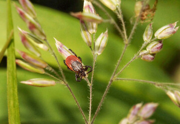 In Deutschland sind aktuell rund 20 Zeckenarten bekannt. Eine dieser Arten ist der Gemeine Holzbock.