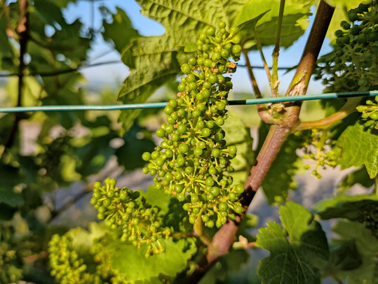 In vielen Lagen ist die Blte abgeschlossen und das Wachstum der Beeren setzt sichtbar ein. 