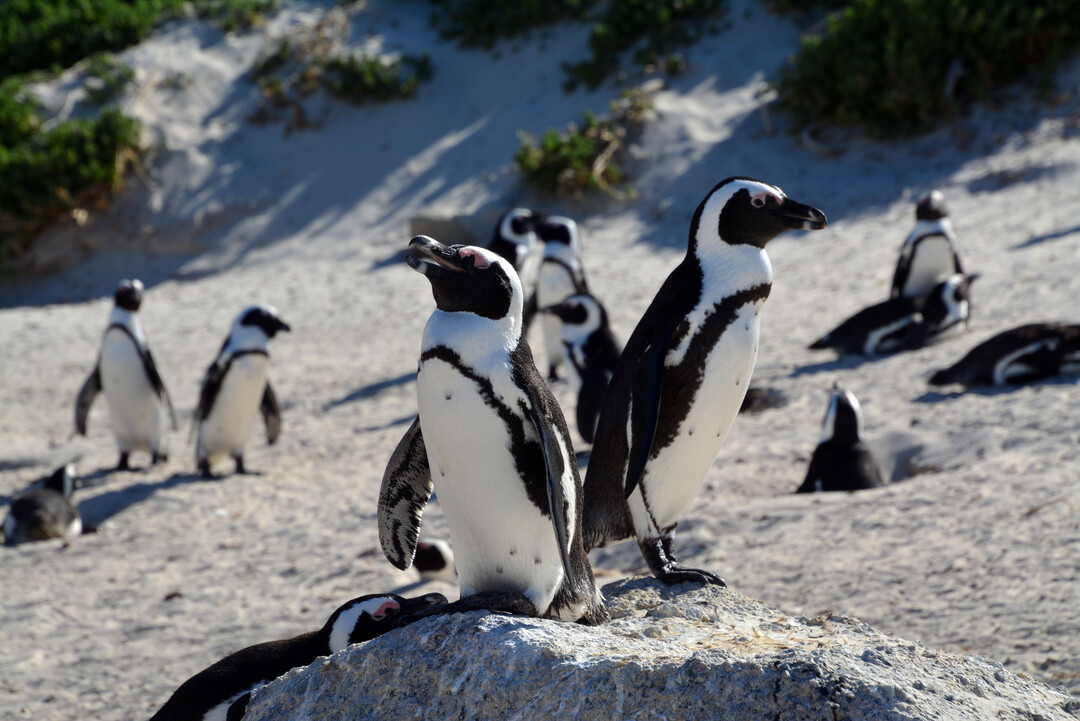 Eine Touristenattraktion -  die afrikanischen Pinguine am Boulders Beach.