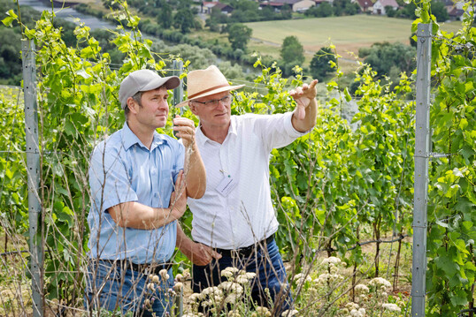 Naturland Winzer Daniel Sauer (links) und Naturland Weinbauberater Wolfgang Patzwahl im Weinberg.