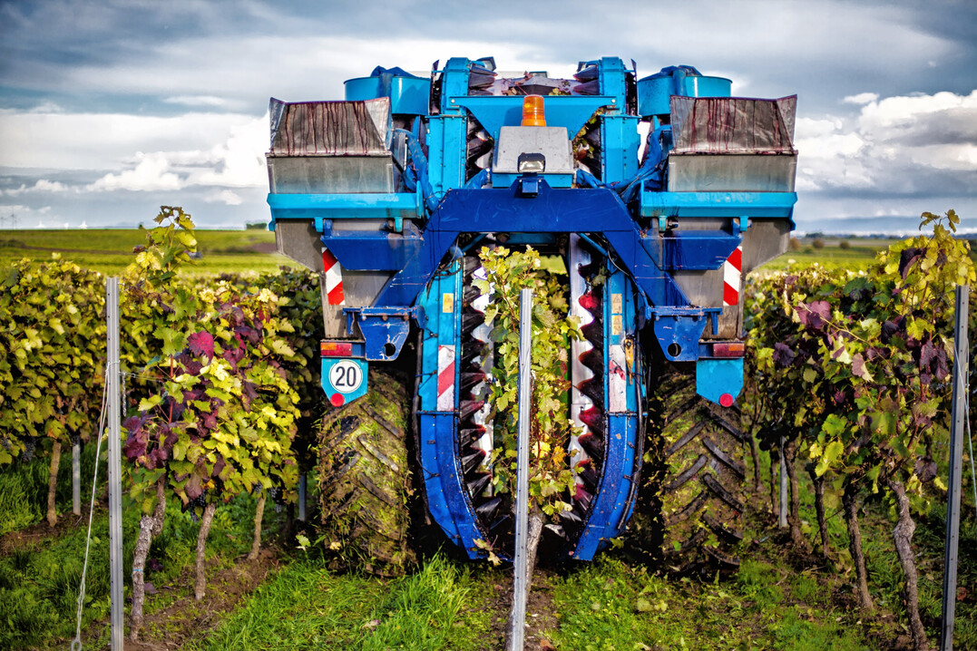 Damit die Technik im Turboherbst gesunde Trauben ernten kann, ist menschliche Vorarbeit ntig  doch wie stellt man das mit zu wenig und zu teurer (Wo-)Manpower an?
