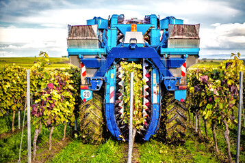 Damit die Technik im Turboherbst gesunde Trauben ernten kann, ist menschliche Vorarbeit nötig – doch wie stellt man das mit zu wenig und zu teurer (Wo-)Manpower an?
