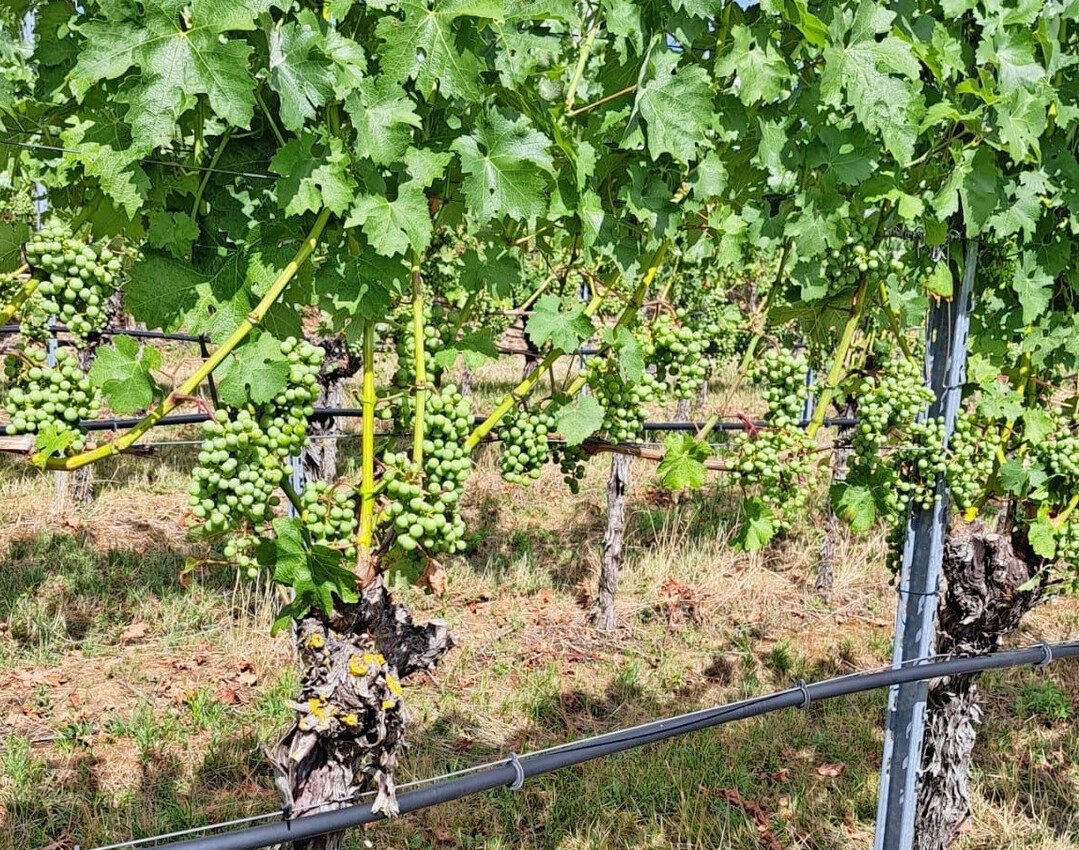 Hier wurde bei Cabernet Sauvignon schon eine Ertragskorrektur vorgenommen.