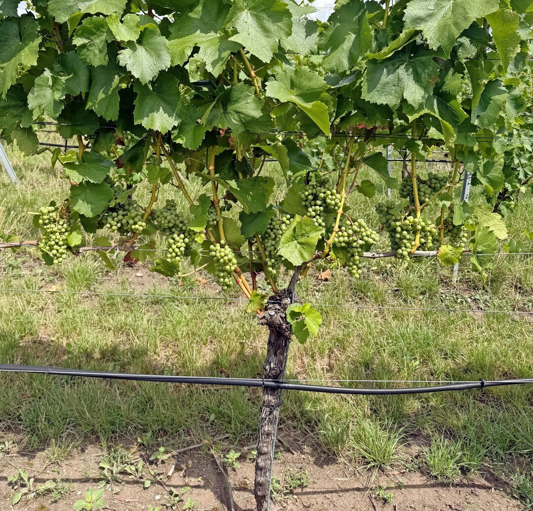 In der anstehende Reifezeit der Trauben bleibt den Winzerinnen und Winzern nun das Hoffen auf eine bestndige Witterungslage.