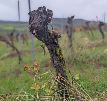 Mit dem zustzlichen Antragsverfahren erhalten Winzerinnen und Winzer die Mglichkeit, die Flchen im Winter mit Rodeerlaubnis zu rumen.