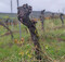 Mit dem zustzlichen Antragsverfahren erhalten Winzerinnen und Winzer die Mglichkeit, die Flchen im Winter mit Rodeerlaubnis zu rumen.
