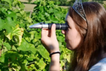 Wie reif sind die Trauben? Hier misst die Badische Weinkönigin Tina Glur die Oechslegrade beim Lesestart für den Federweißen mit einem Refraktometer. Die Werte der ersten Reifemessung der LVWO Weinsberg wurden hingegen mit einer FTIR-Analyse ermittelt.