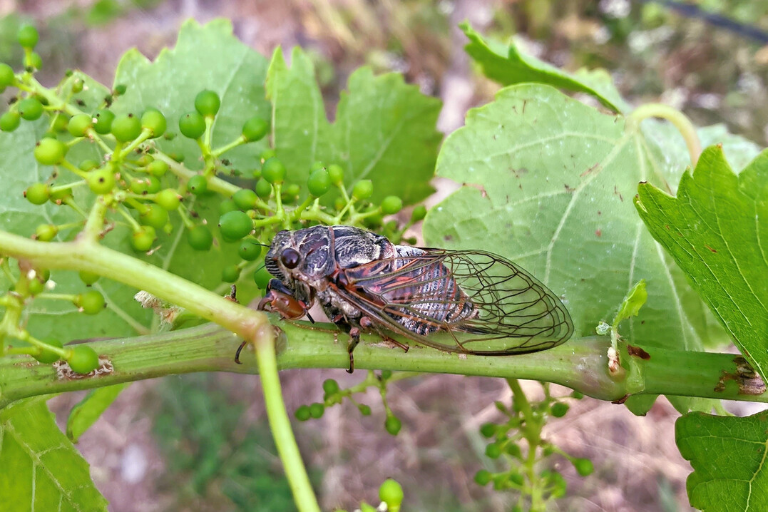 Erfreulicher Fund: ein Lauer-Weibchen im Weinberg.